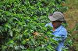 El café colombiano cerró mayo con un positivo balance en sus exportaciones