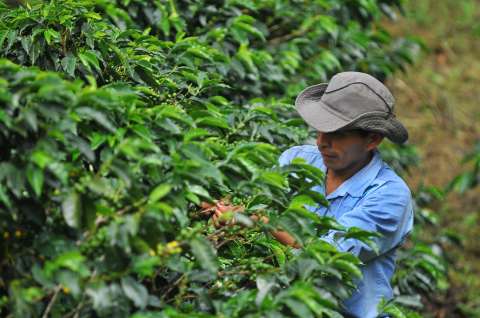 El café colombiano cerró mayo con un positivo balance en sus exportaciones