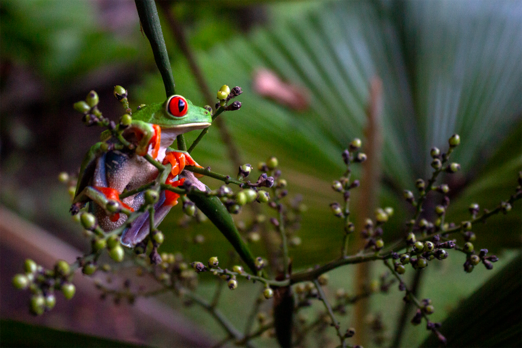 Rana ojos rojos (Agalychnis callidryas)
Habitante icónica del bosque lluvioso. Sus vibrantes ojos rojos son un mecanismo de "parpadeo defensivo": al dormir, esconde el color, pero si un depredador se acerca, abre los ojos de golpe para asustarlo y huir. Es endémica del Caribe costarricense y vive en plantas como la heliconia.