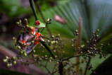 Turismo sostenible: las lecciones de Costa Rica que Colombia busca replicar