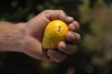 ¿Qué puede sembrar junto a la guayaba? El secreto para que sus plantas estén mejor cuidadas