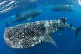 Tiburones ballena mueren más de lo que creemos por culpa de los barcos