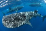 Tiburón ballena, ¿cómo hacer un avistamiento responsable en Colombia?