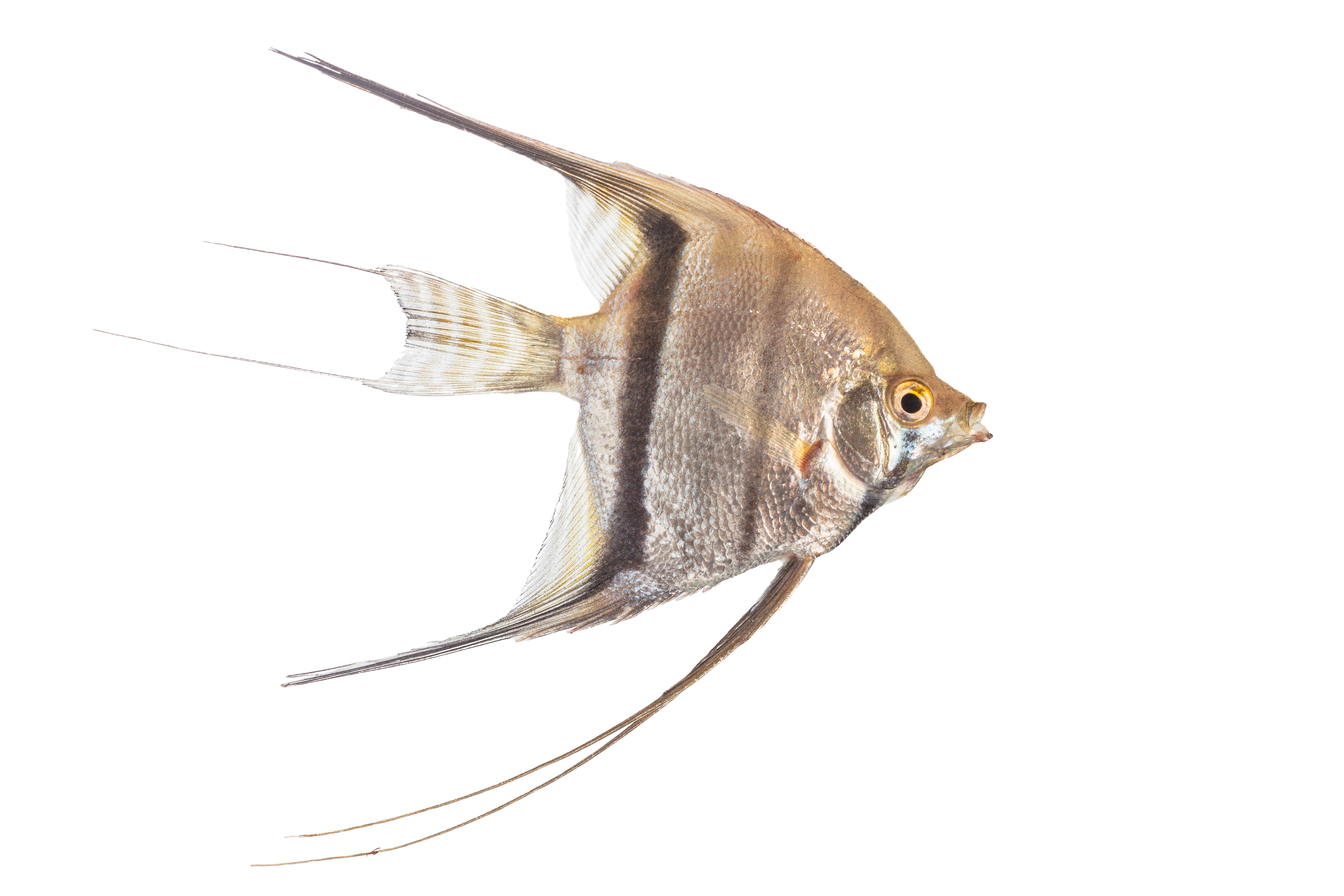 El escalar o pez ángel (Pterophyllum scalare) es una especie de pez de agua dulce perteneciente a la familia de los cíclidos. /Jhonathan Vanegas