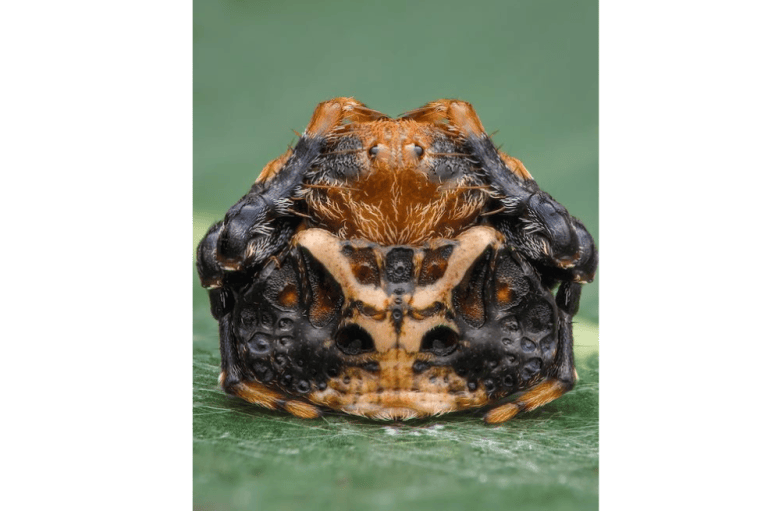 Fotografía de una especie de araña pequeña (Arkys curtulus) que se encuentra en Australia. Esta, en particular, fue tomada en un parque de conservación de Brisbane.