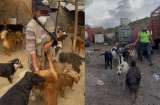 Únase a las jornadas solidarias que beneficiarán a perros rescatados en Bogotá