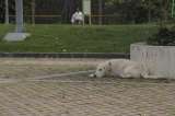 Noticiero 15/30: ¿Cómo prevenir enfermedades de las mascotas en épocas de lluvias?