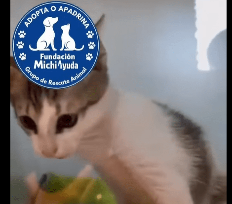 Samuelito: el gato que llegó a una fundación con una condición grave y ahora necesita ayuda