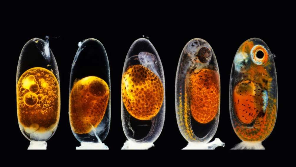 Fotos ciencia nature 2020