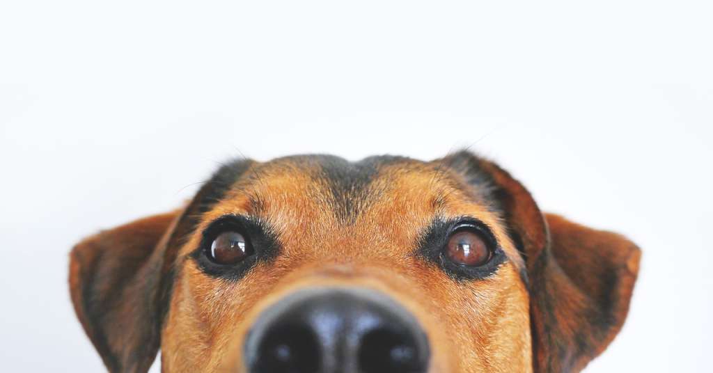 ¿De qué color ven los perros?