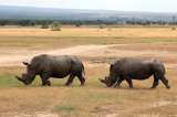 Las reservas naturales no han podido salvar la vida silvestre