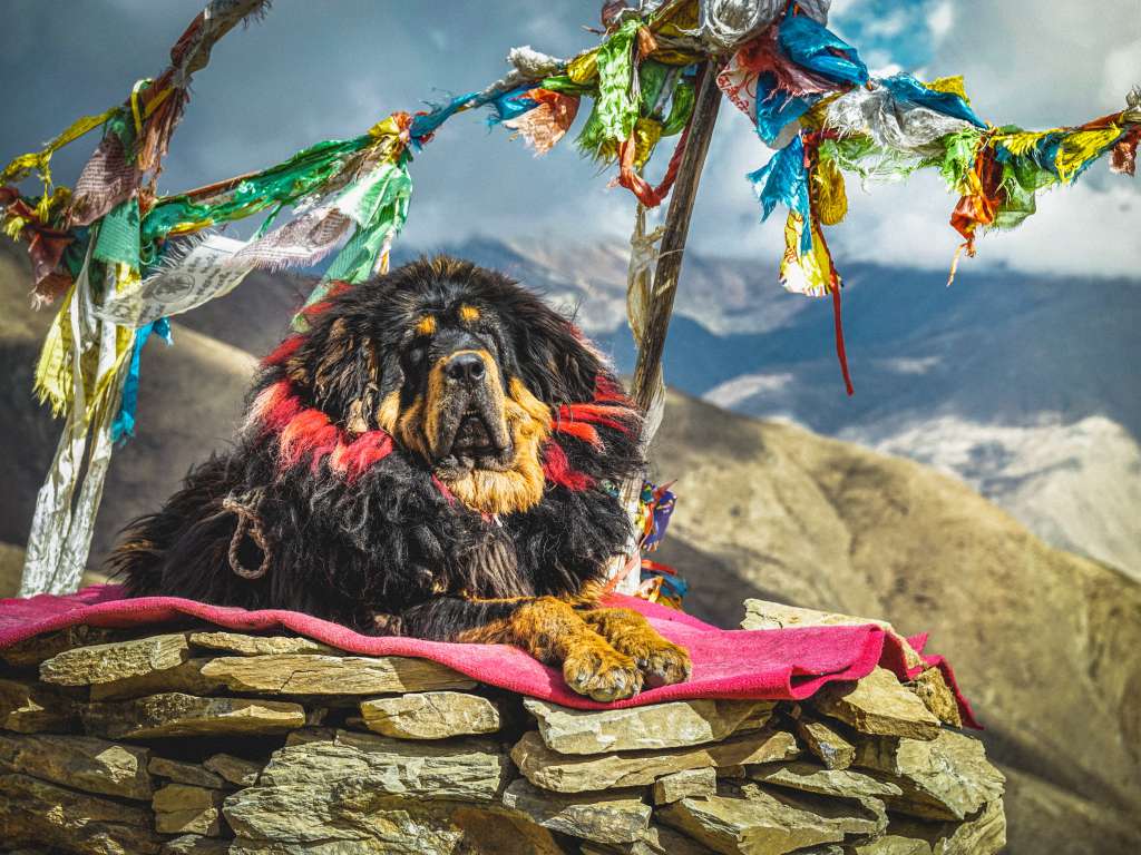 Cuál es la mejor raza de perro guardián