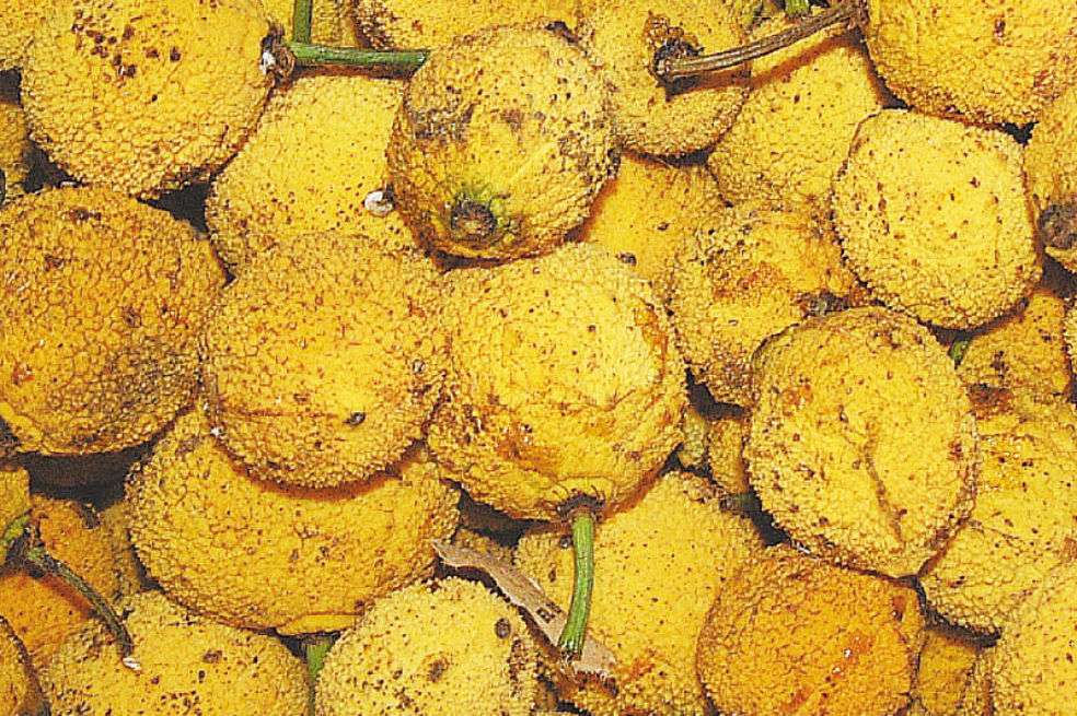 Madroño, una de las frutas más exquisitas de Colombia. / Cortesía