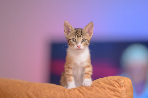 ¿Cuánto tarda un gato en adaptarse a un nuevo hogar?