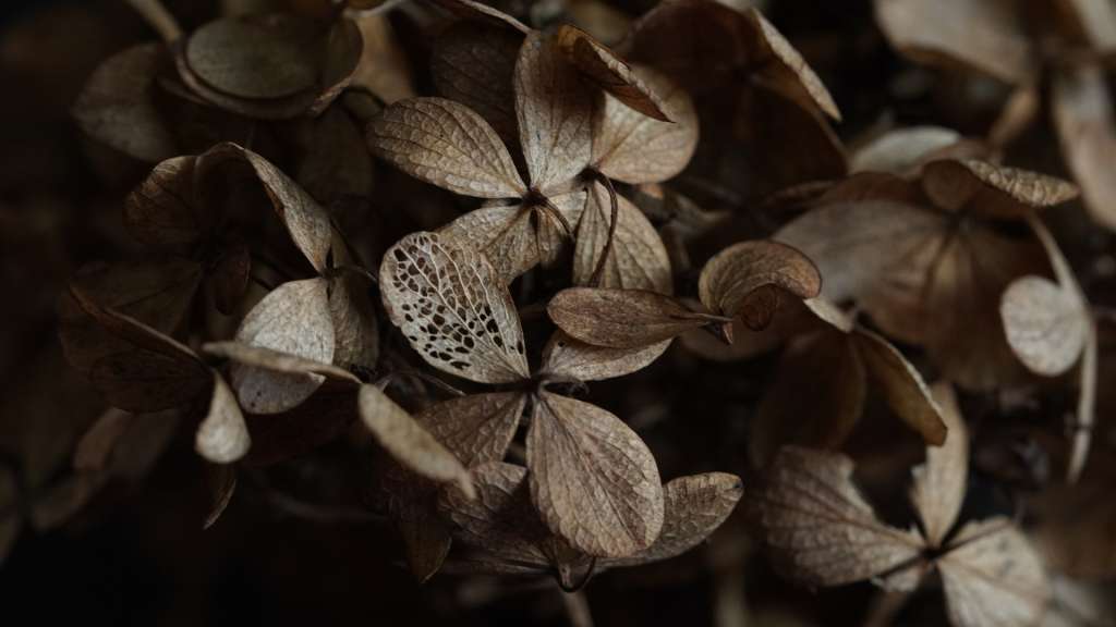 Foto de una planta seca con las hojas marchitas de color café.
