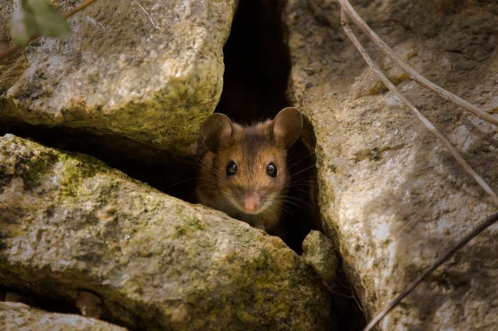 Precandidata: ratón entre las maderas .
