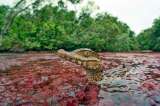 La primera gran expedición para descubrir la fauna de Caño Cristales