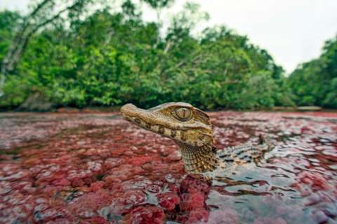 La primera gran expedición para descubrir la fauna de Caño Cristales