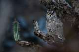 Las mejores imágenes de los Premios de Fotografía de Aves de Audubon 2026