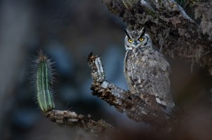Las mejores imágenes de los Premios de Fotografía de Aves de Audubon 2026