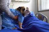 El último adiós: pacientes terminales en Bogotá pueden despedirse de sus mascotas