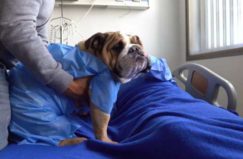 El último adiós: pacientes terminales en Bogotá pueden despedirse de sus mascotas