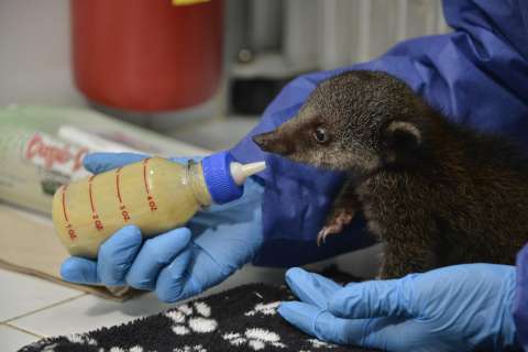 Autoridades ambientales atendieron más de 39 mil animales silvestres en 2024