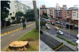 Tala de árboles en separador de la calle 116 se debe a “plantación estratégica”