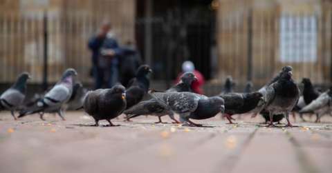 Hallan decenas de palomas muertas en Barrios Unidos: investigan posible envenenamiento