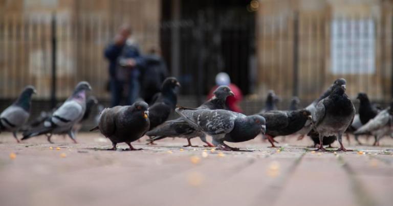 Palomas de plaza en Bogotá: un asunto de salud pública y bienestar animal