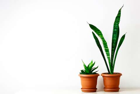 ¿Qué es la etiolación en una planta? Un experto le explica cómo puede evitarla