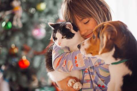 Cómo adaptar una mascota a un apartamento: claves para que se sienta segura