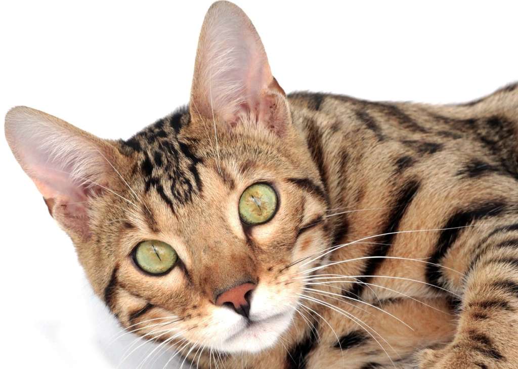 A esta raza le gusta estar constantemente jugando, y junto con su inteligencia, estos gatos podrán aprender trucos de manera eficiente.