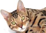 5 razas de gatos que son consideradas las más bellas del mundo