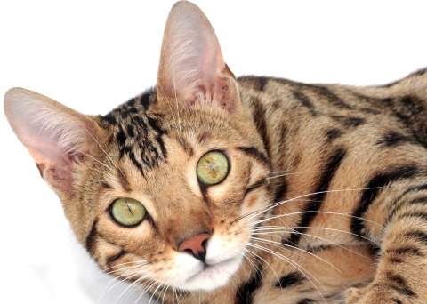 5 razas de gatos que son consideradas las más bellas del mundo