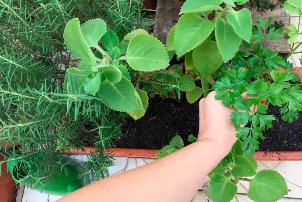 Huerta orgánica, huerta casera, agro en casa.