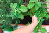 Protege tu huerta de plagas de una manera natural