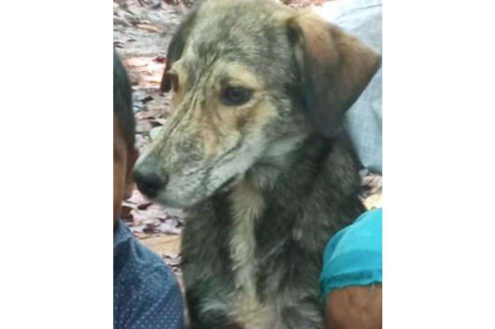 Maltrato animal