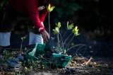 Bogotá es reconocida como ciudad arbolada por sus más de 320 especies vegetales