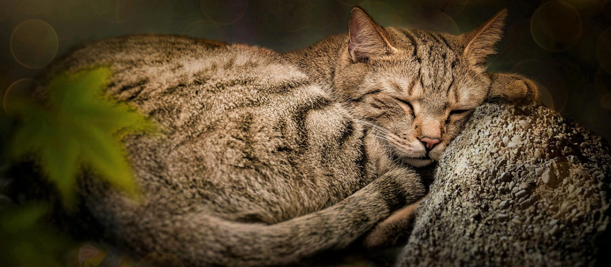 Razas de gatos: aquí te dejamos las 5 más tranquilas