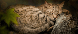 Razas de gatos: aquí te dejamos las 5 más tranquilas