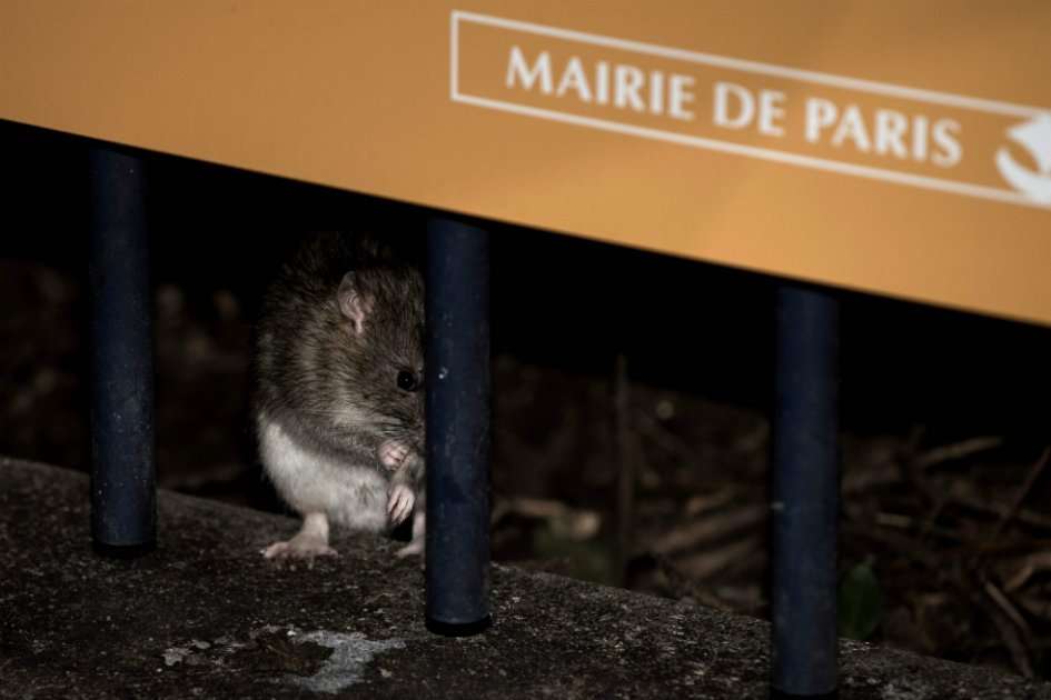 Para luchar contra el reciente aumento de la presencia de ratas, el ayuntamiento de París cerró varias plazas y jardines de la ciudad. / AFP