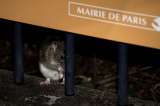 París lanza guerra sin cuartel contra las ratas