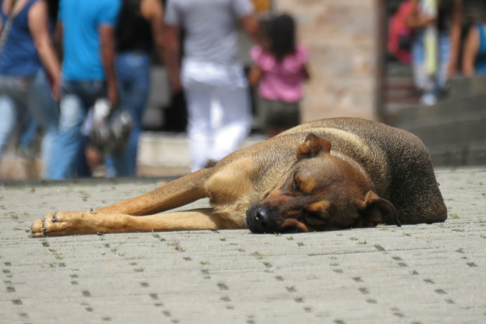 (Foto referencia) Los perros que han sido asesinados vivían en la calle y habrían sido abandonados.