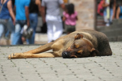 Valledupar: aumentan casos de animales envenenados y maltratados en la ciudad