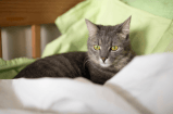 ¿Qué significa que un gato duerma en la almohada de su dueño?
