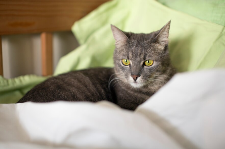 ¿Qué significa que un gato duerma en la almohada de su dueño?