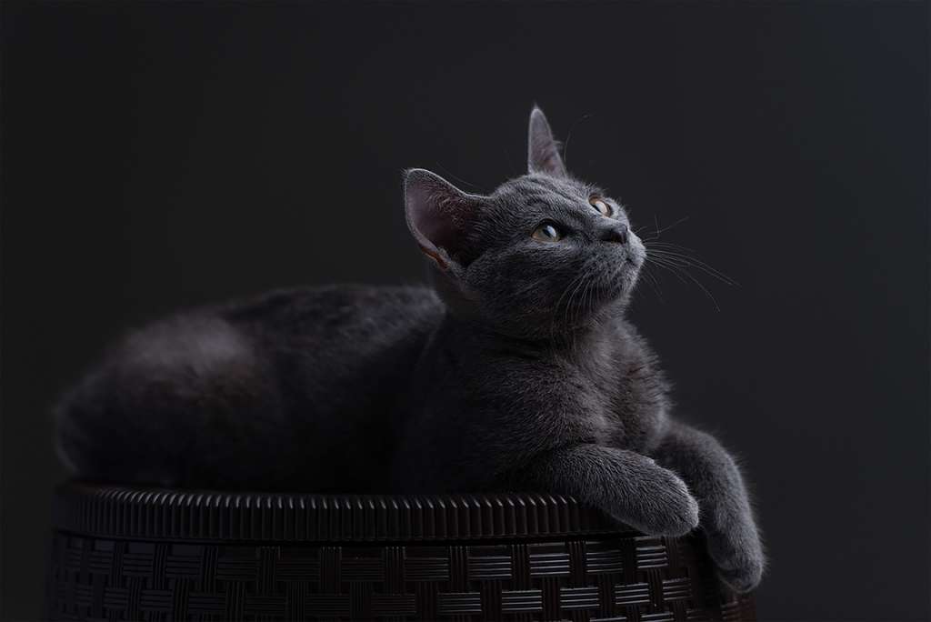 Gato azul ruso: curiosidades y datos que no sabía de este felino