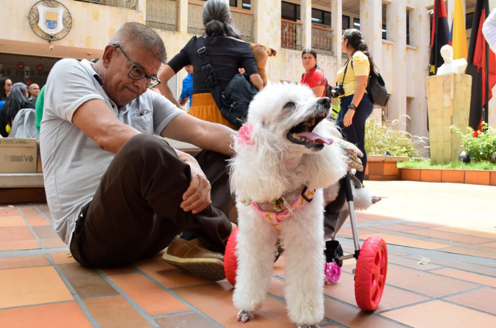 Cúcuta entrega sillas de ruedas a ocho animales en situación de discapacidad
