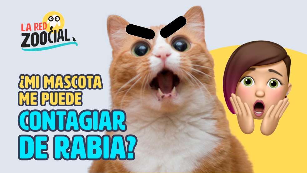 La Red Zoocial rabia